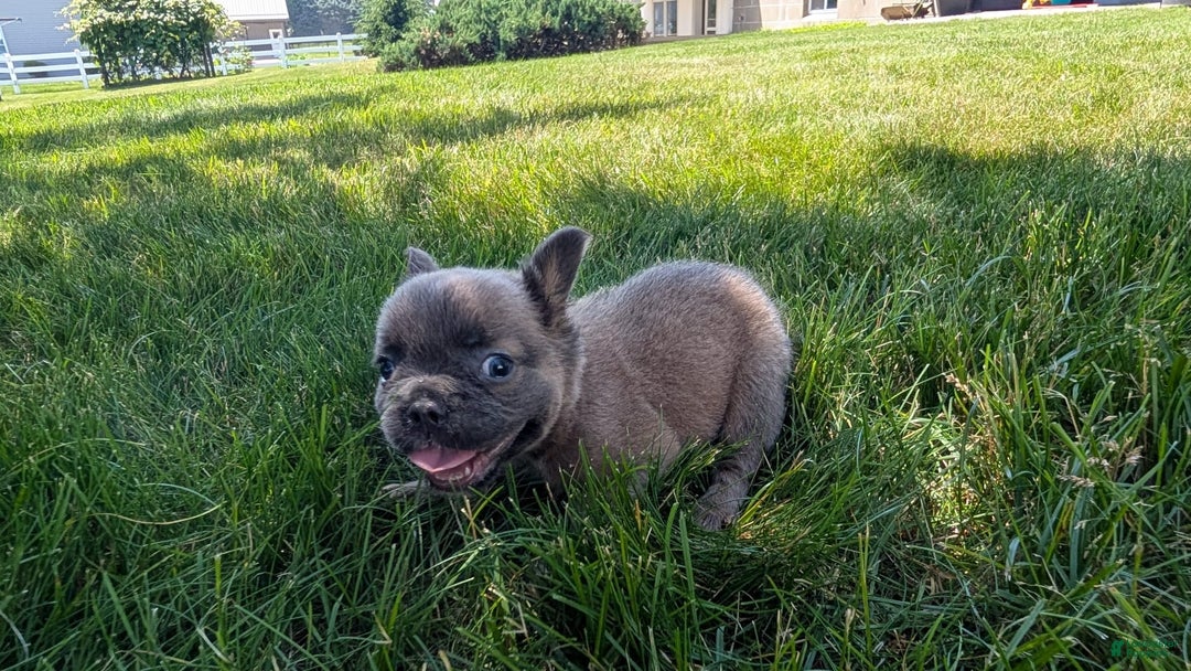 French Bulldog dogs for sale: Tyson - Image 12