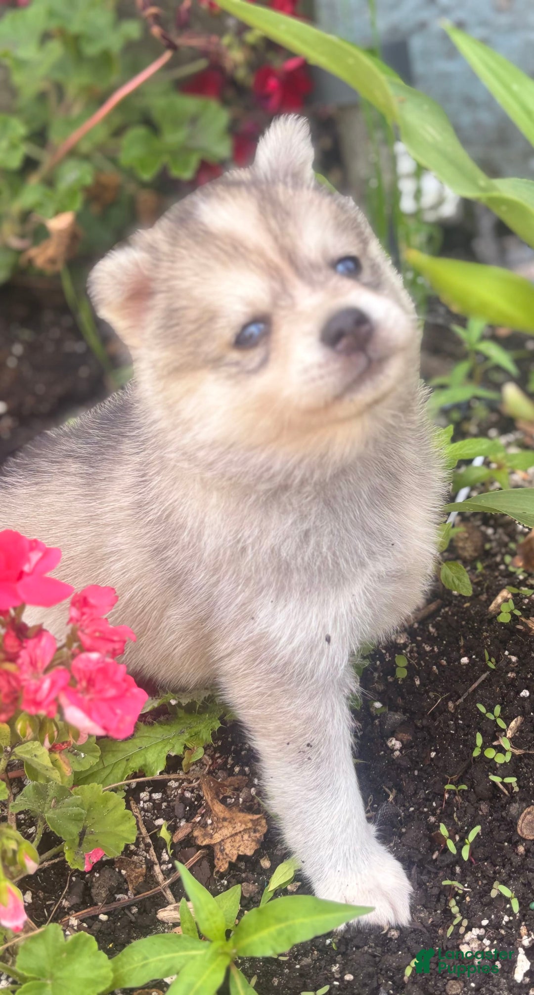 Pomsky dogs for sale: Kanan - Image 1