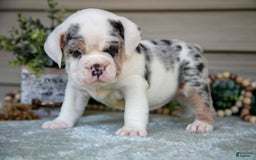 Beabull dogs for sale: Louise - Image 1