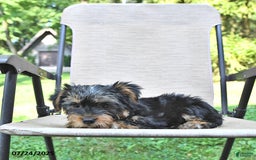 Yorkshire Terrier dogs for sale: Tommy - Image 2