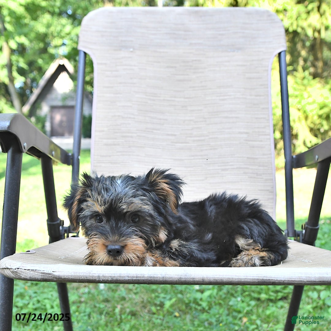 Yorkshire Terrier dogs for sale: Tommy - Image 2