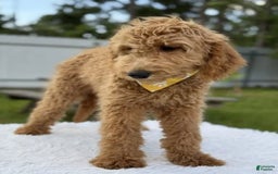 Mini Goldendoodle dogs for sale: Apollo - Image 8