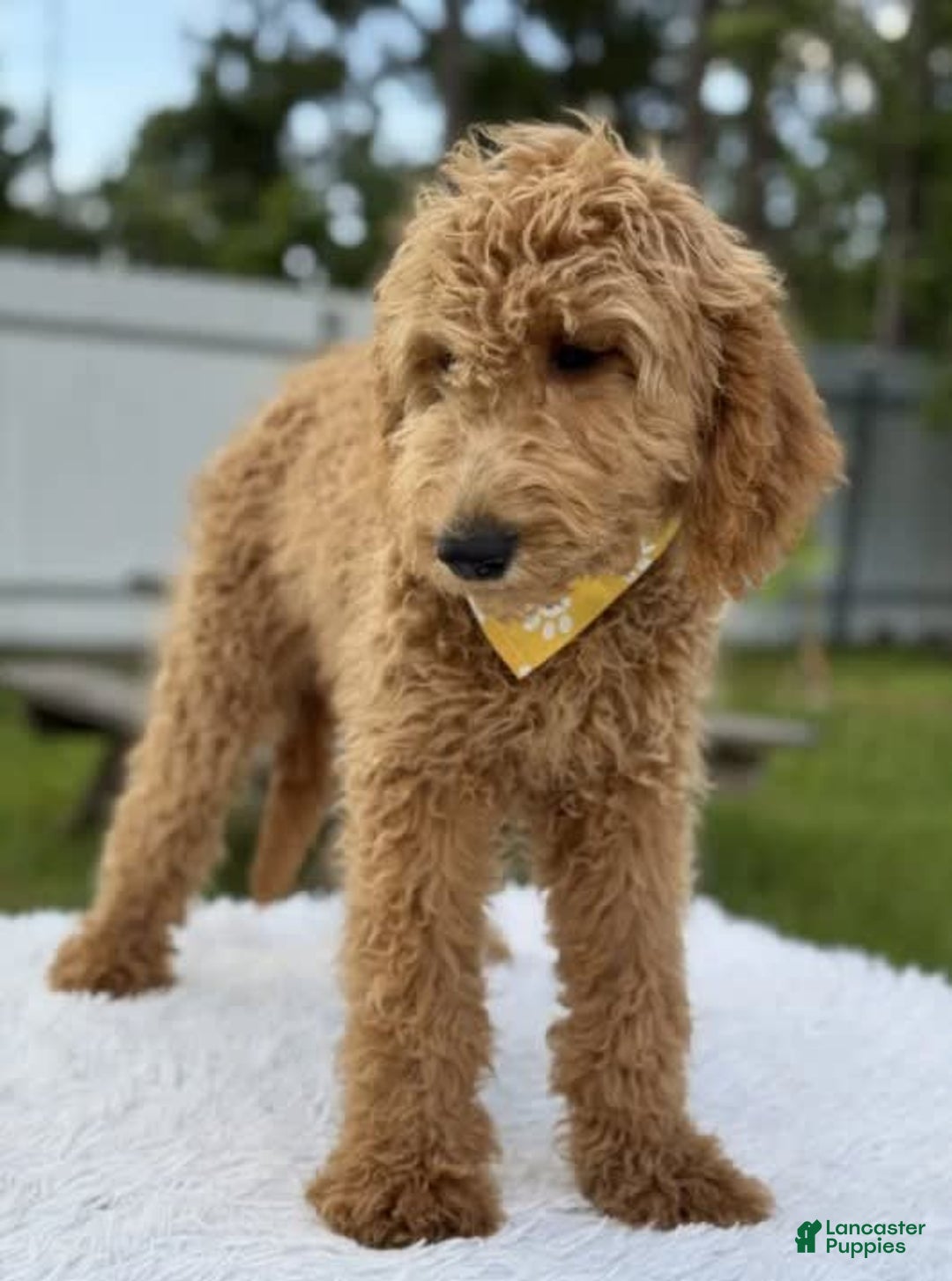 Mini Goldendoodle dogs for sale: Apollo - Image 8