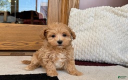 Maltipoo dogs for sale: Gordon - Image 4
