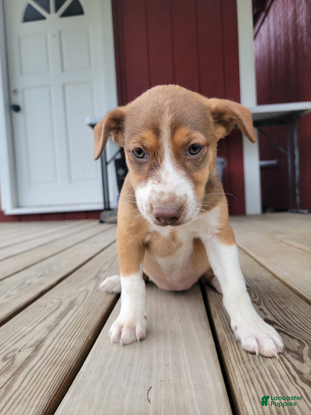 Australian Cattle Dog dogs for sale: Astrin - Image 1