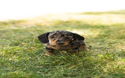 Miniature Dachshund dogs for sale: Macy - Image 4