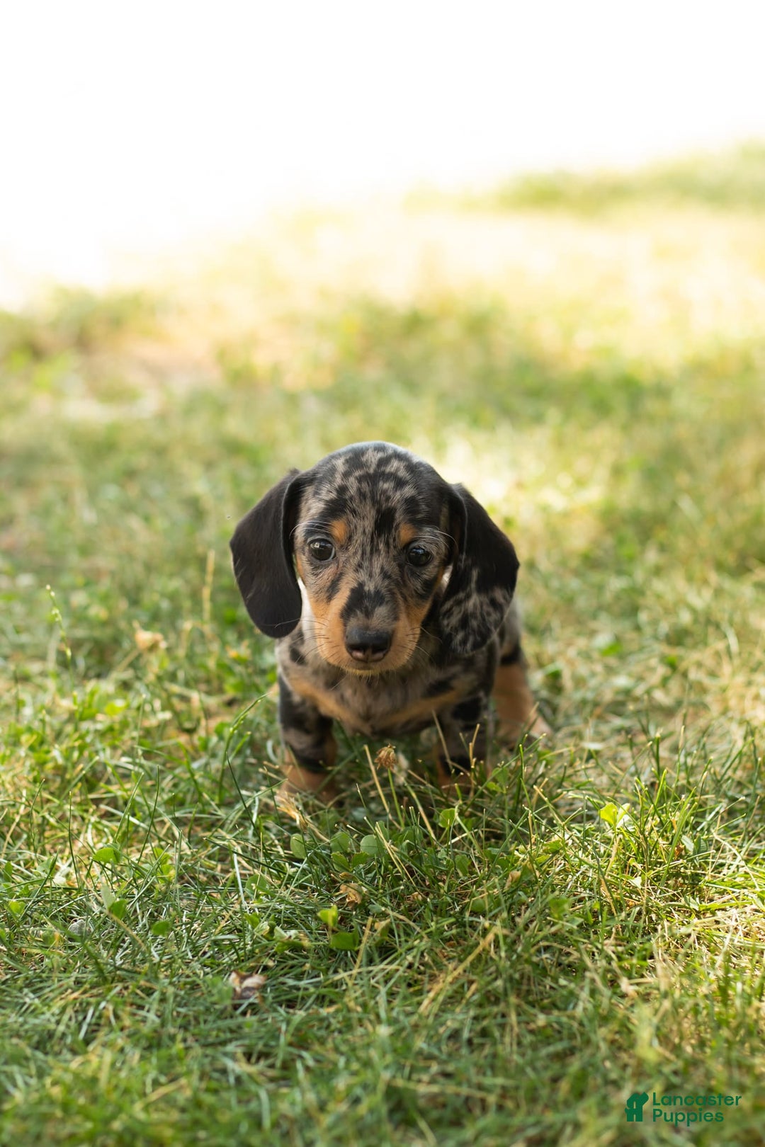 Miniature Dachshund dogs for sale: Macy - Image 4