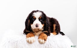 Bernese Mountain Dog dogs for sale: Marshmellow - Image 3