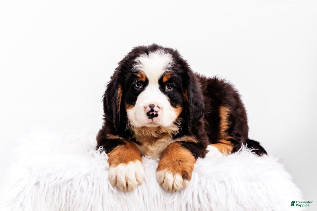Bernese Mountain Dog dogs for sale: Marshmellow - Image 3