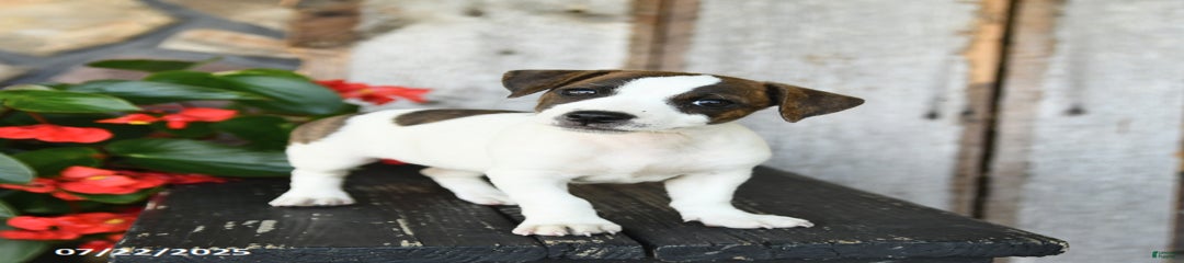 Rosie