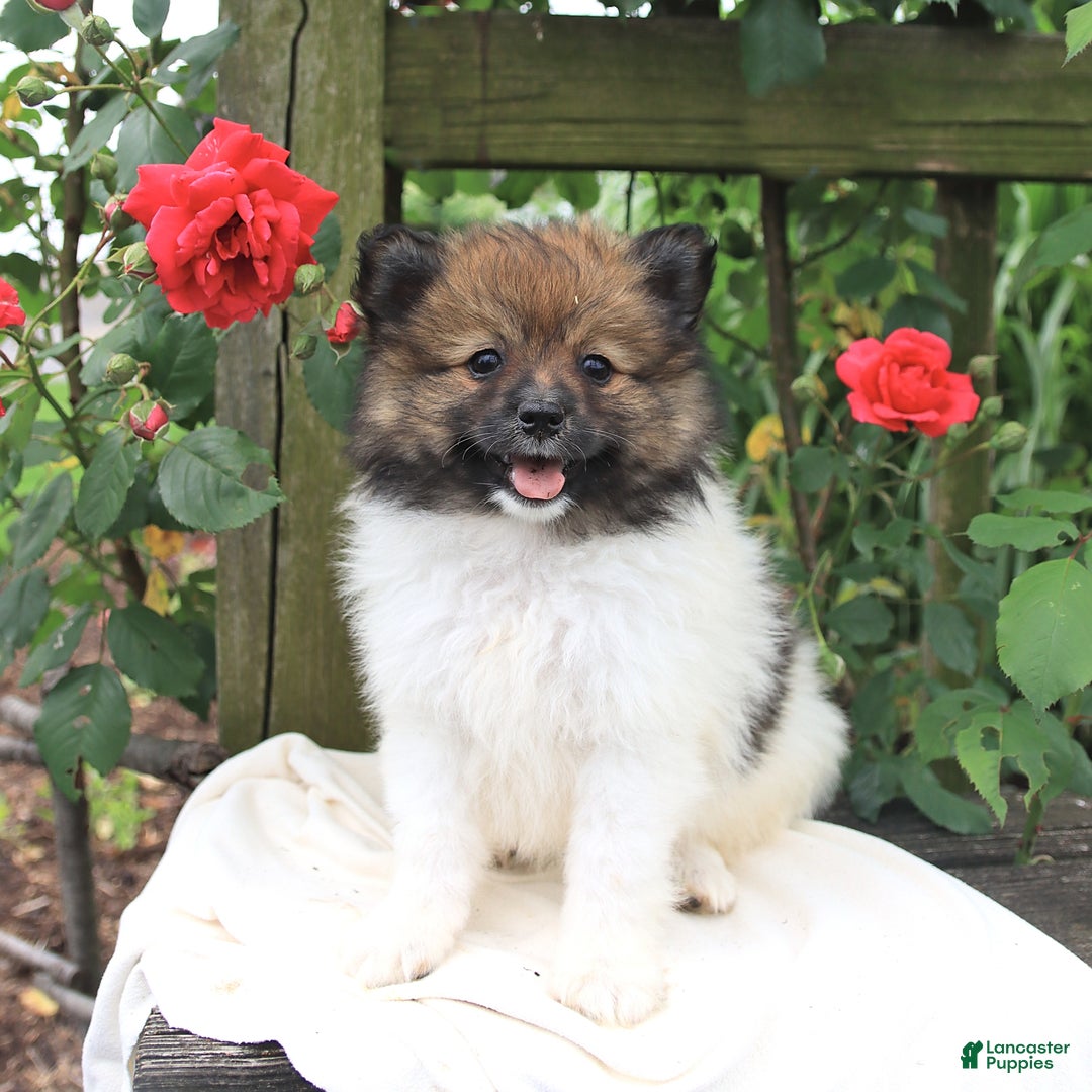 Pomeranian dogs for sale: Jimmy - Image 1