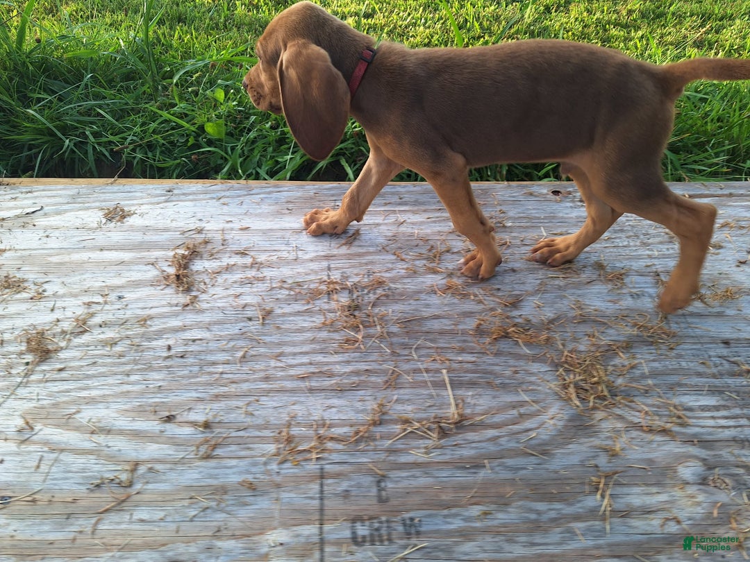 Bloodhound dogs for sale: Red - Image 10