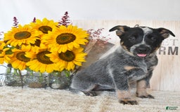 Australian Cattle Dog dogs for sale: Bella - Image 1