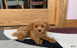 Cockapoo dogs for sale: Terrance - Image 7