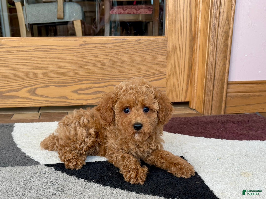 Cockapoo dogs for sale: Terrance - Image 7
