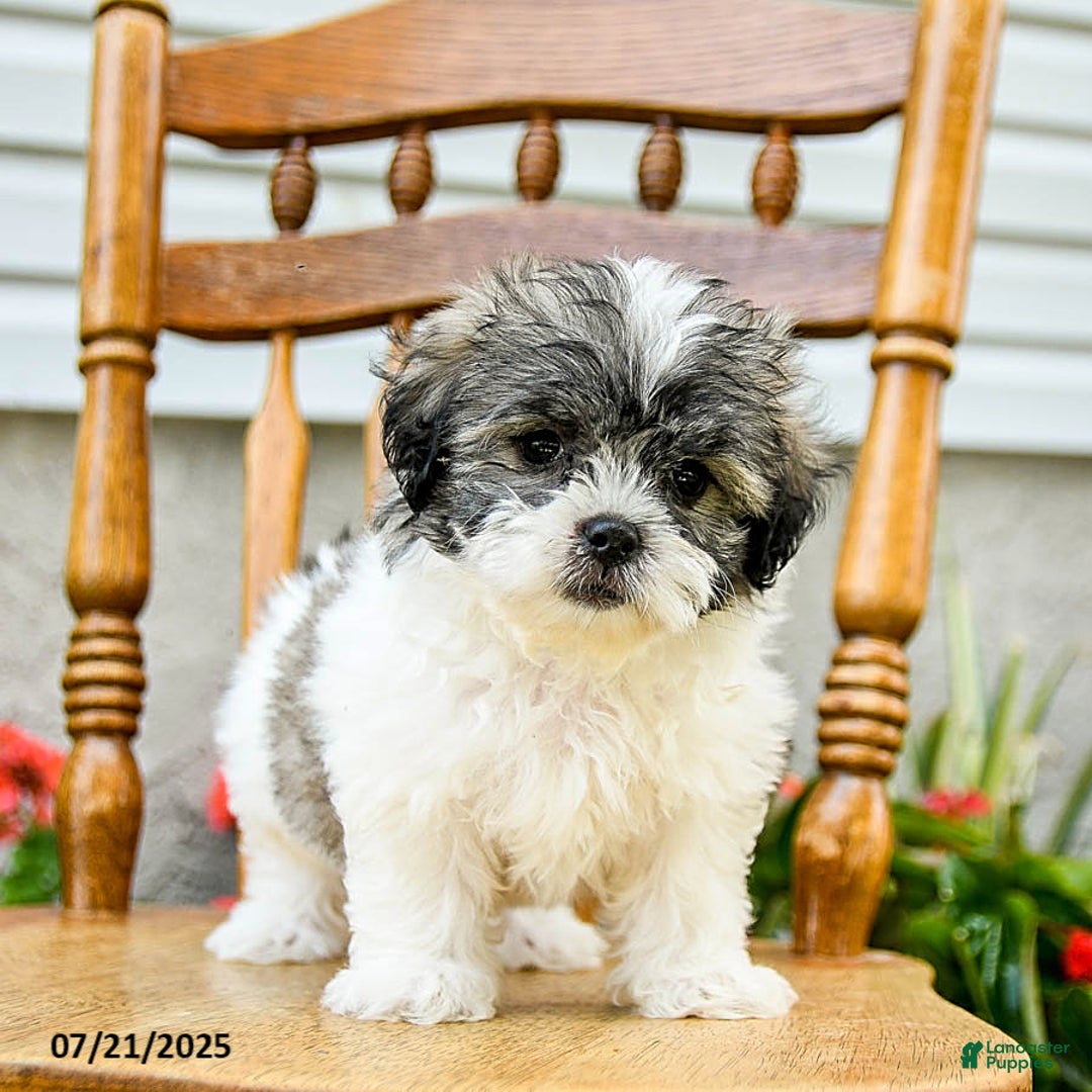 Teddy Bear dogs for sale: Captain - Image 2
