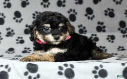 Miniature Poodle dogs for sale: Ellie - Image 3