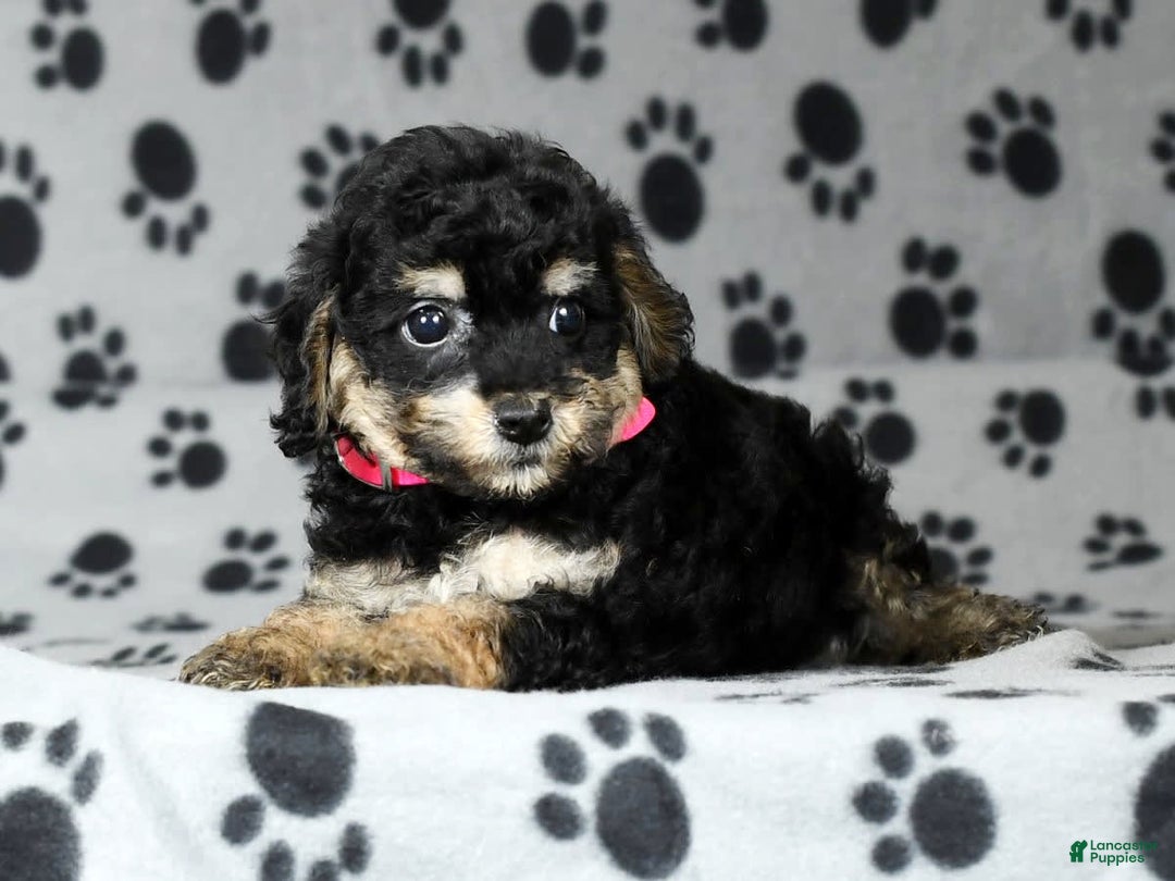 Miniature Poodle dogs for sale: Ellie - Image 3