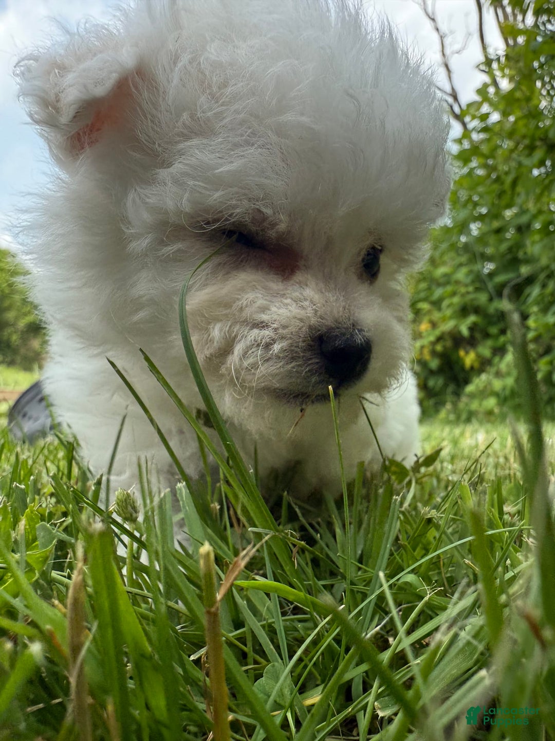 Bichon Frise dogs for sale: Little Princess - Listing for pets: Little Princess, Prince - Image 2