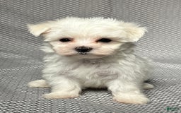 Maltese dogs for sale: Max - Image 1