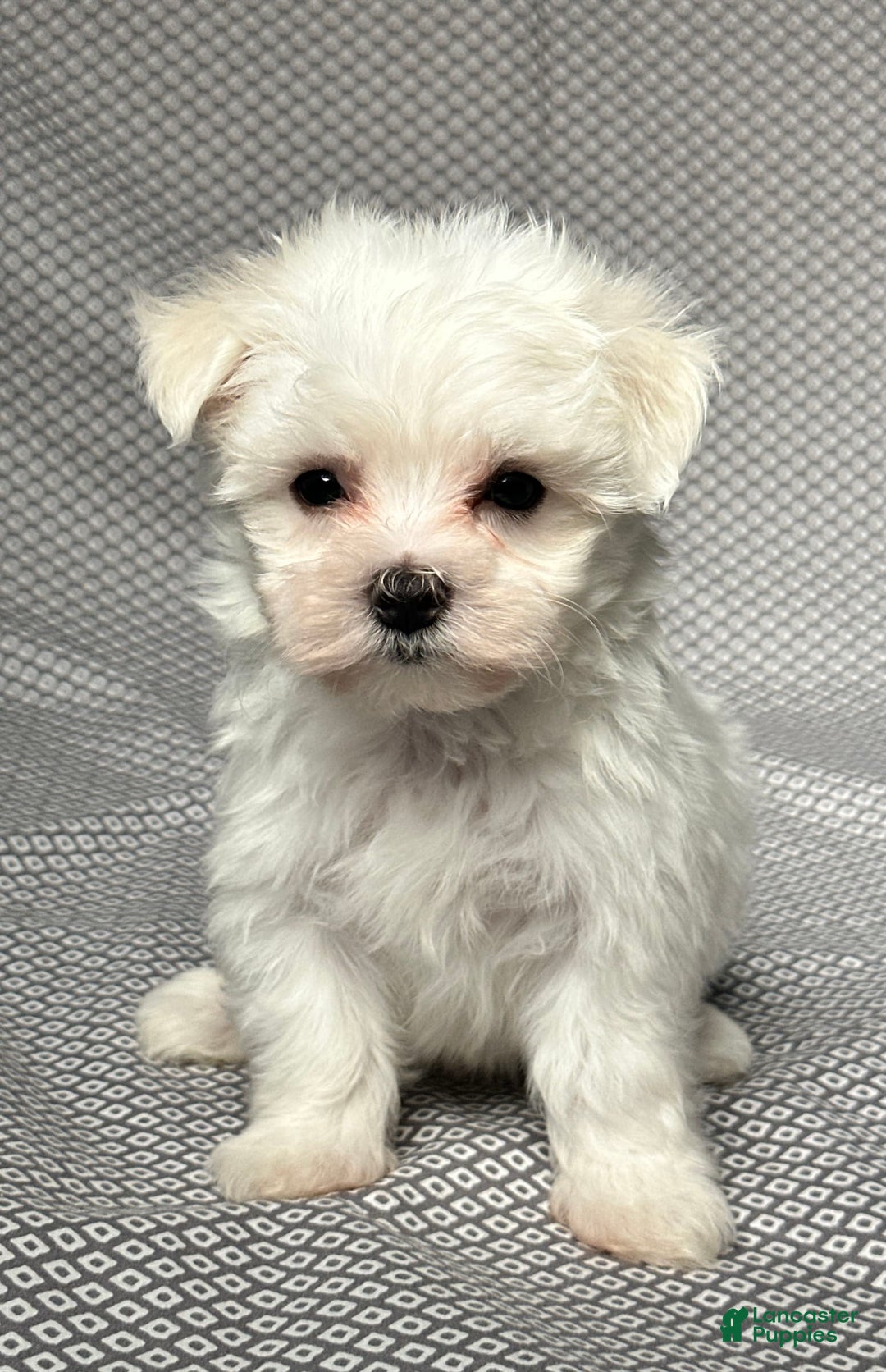 Maltese dogs for sale: Max - Image 1