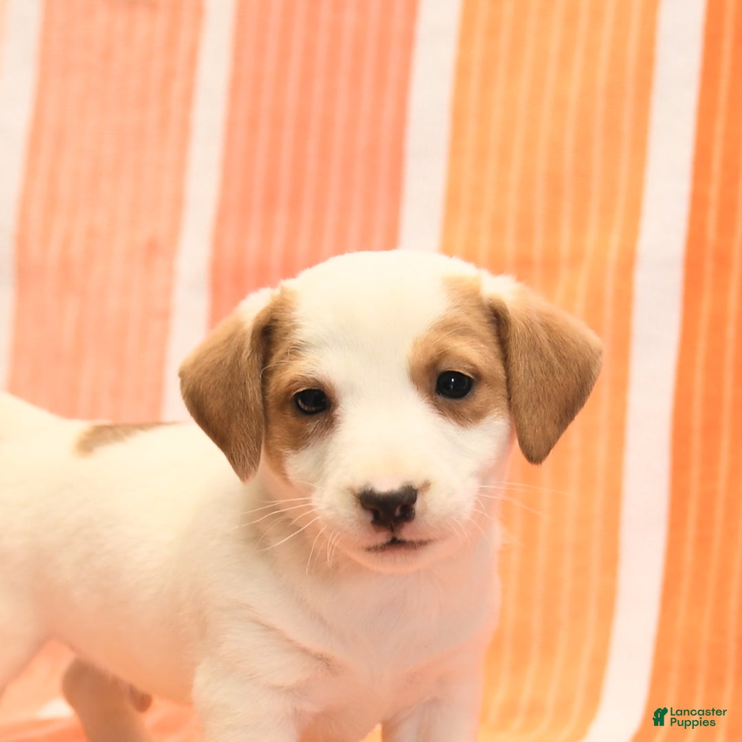 Jack Russell Terrier dogs for sale: Leo - Image 5