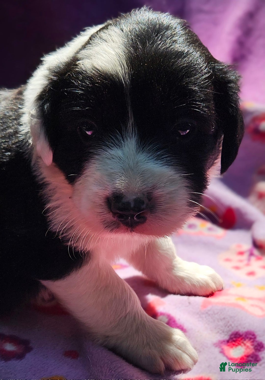 Border Collie dogs for sale: Ellie - Image 11