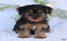 Yorkshire Terrier dogs for sale: Duke - Image 3