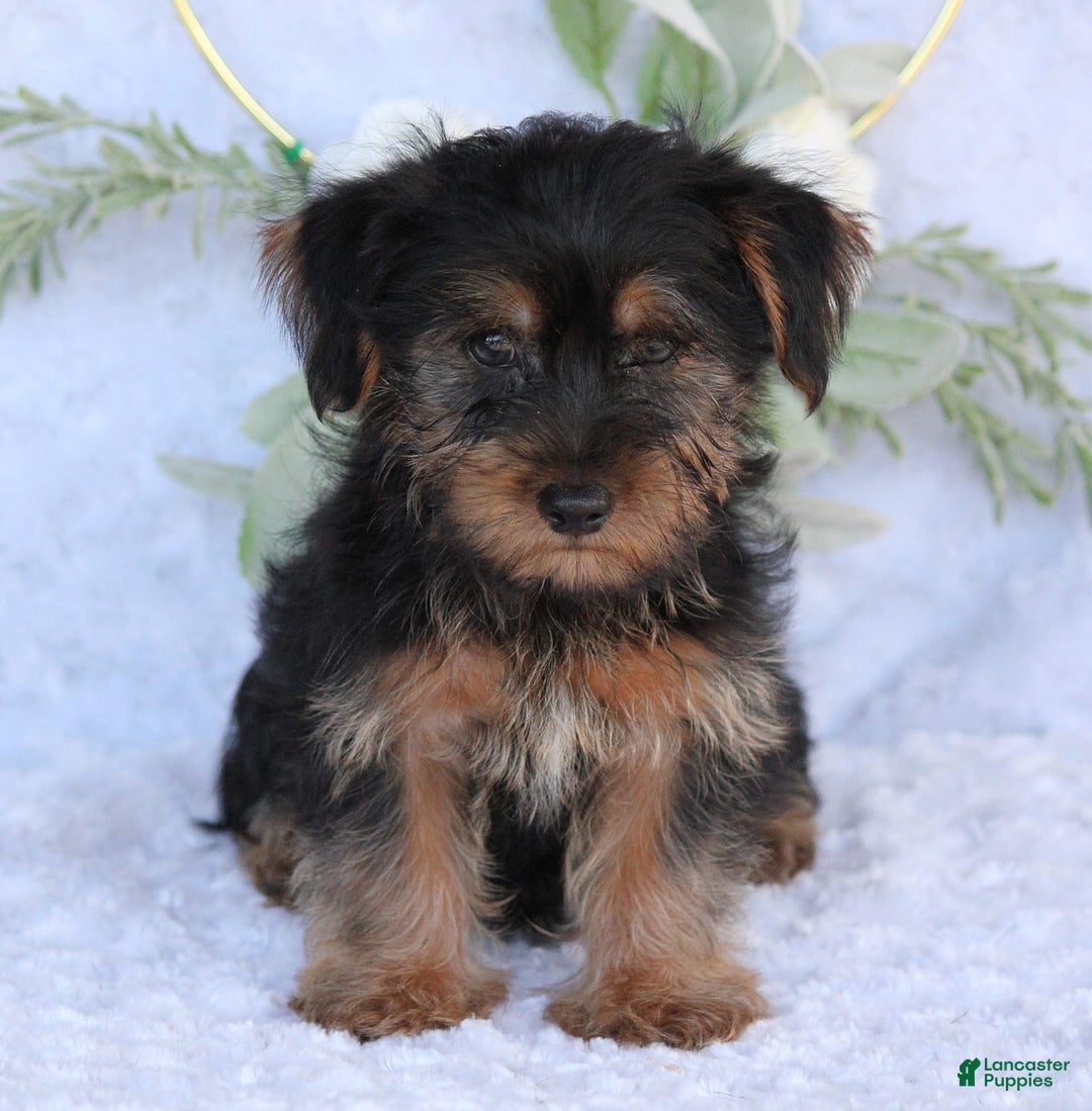 Yorkshire Terrier dogs for sale: Duke - Image 3