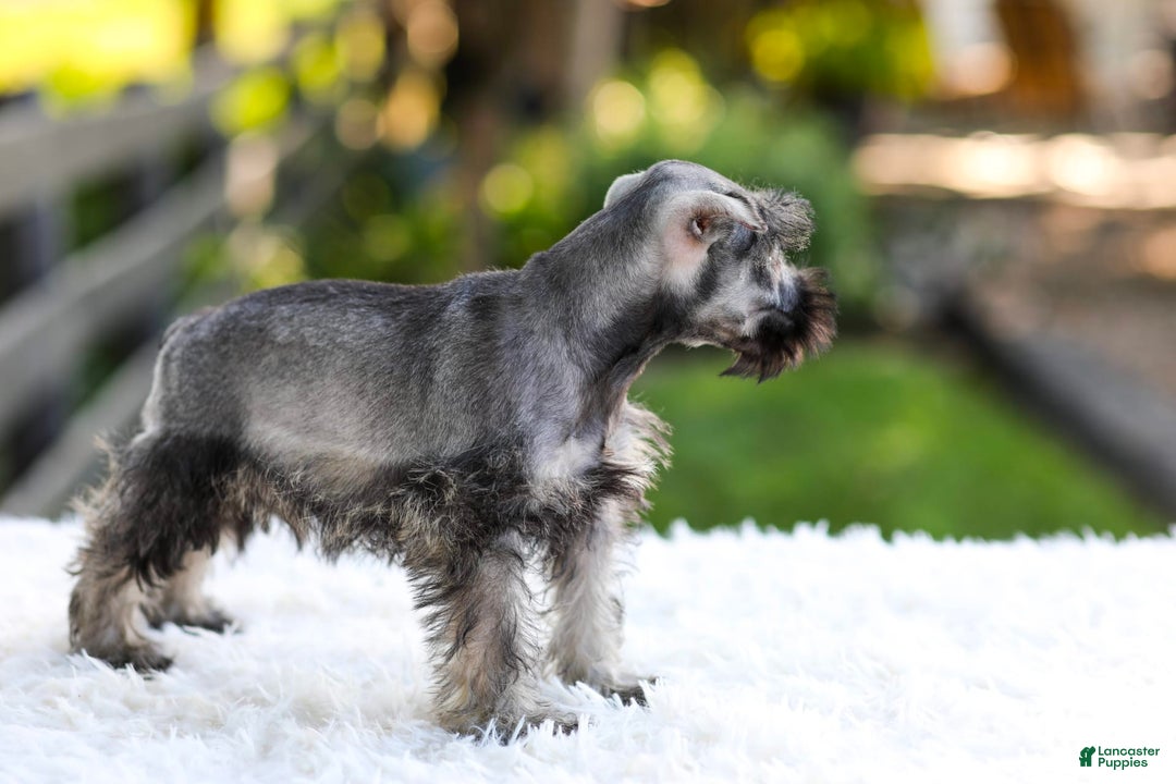 Miniature Schnauzer dogs for sale: Bingo - Image 8