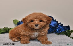 Miniature Poodle dogs for sale: Jewel - Image 3
