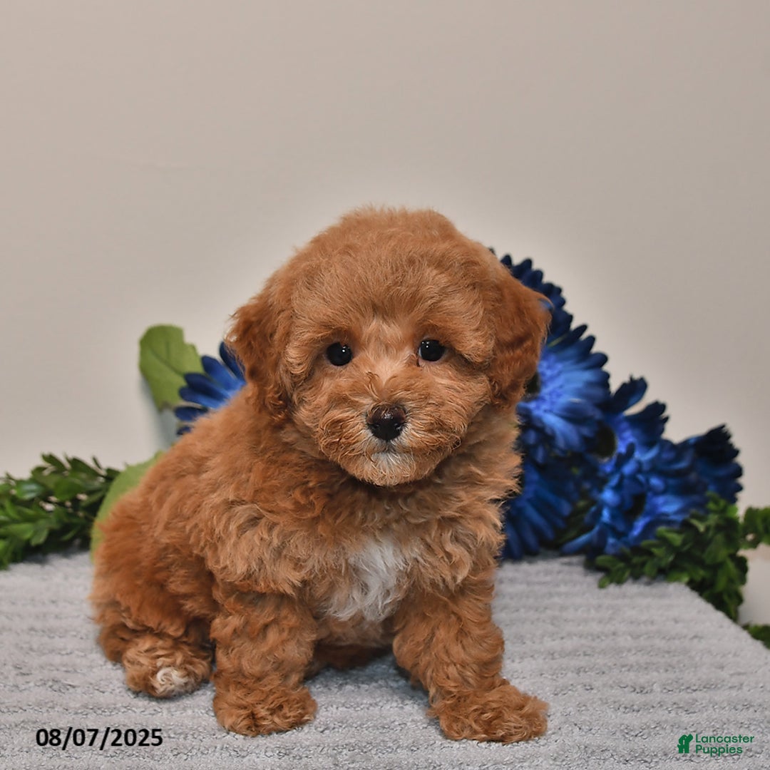 Miniature Poodle dogs for sale: Jewel - Image 3