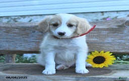 Border Collie dogs for sale: Rio - Image 1