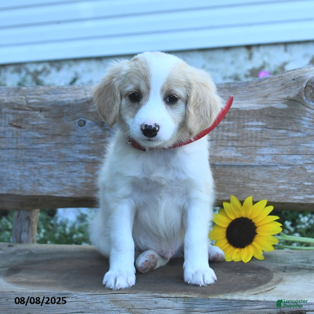 Border Collie dogs for sale: Rio - Image 1