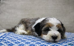 Mini Bernedoodle dogs for sale: Luke - Image 15