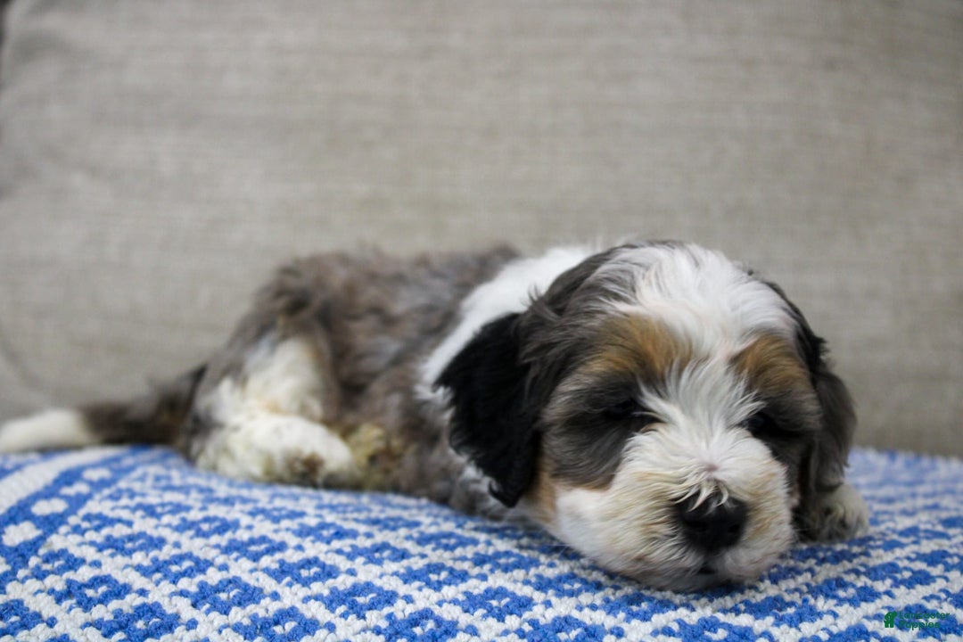 Mini Bernedoodle dogs for sale: Luke - Image 15