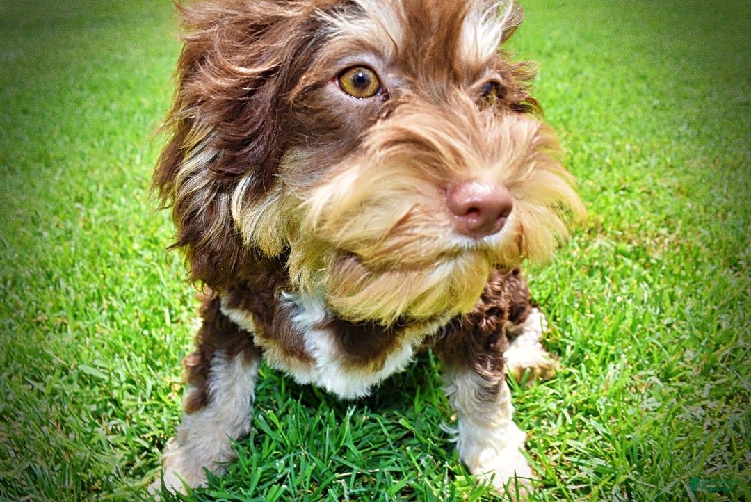 Havapoo dogs for sale: Roxy - Image 12