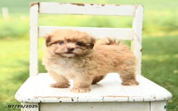 Havanese dogs for sale: Baxter - Image 5