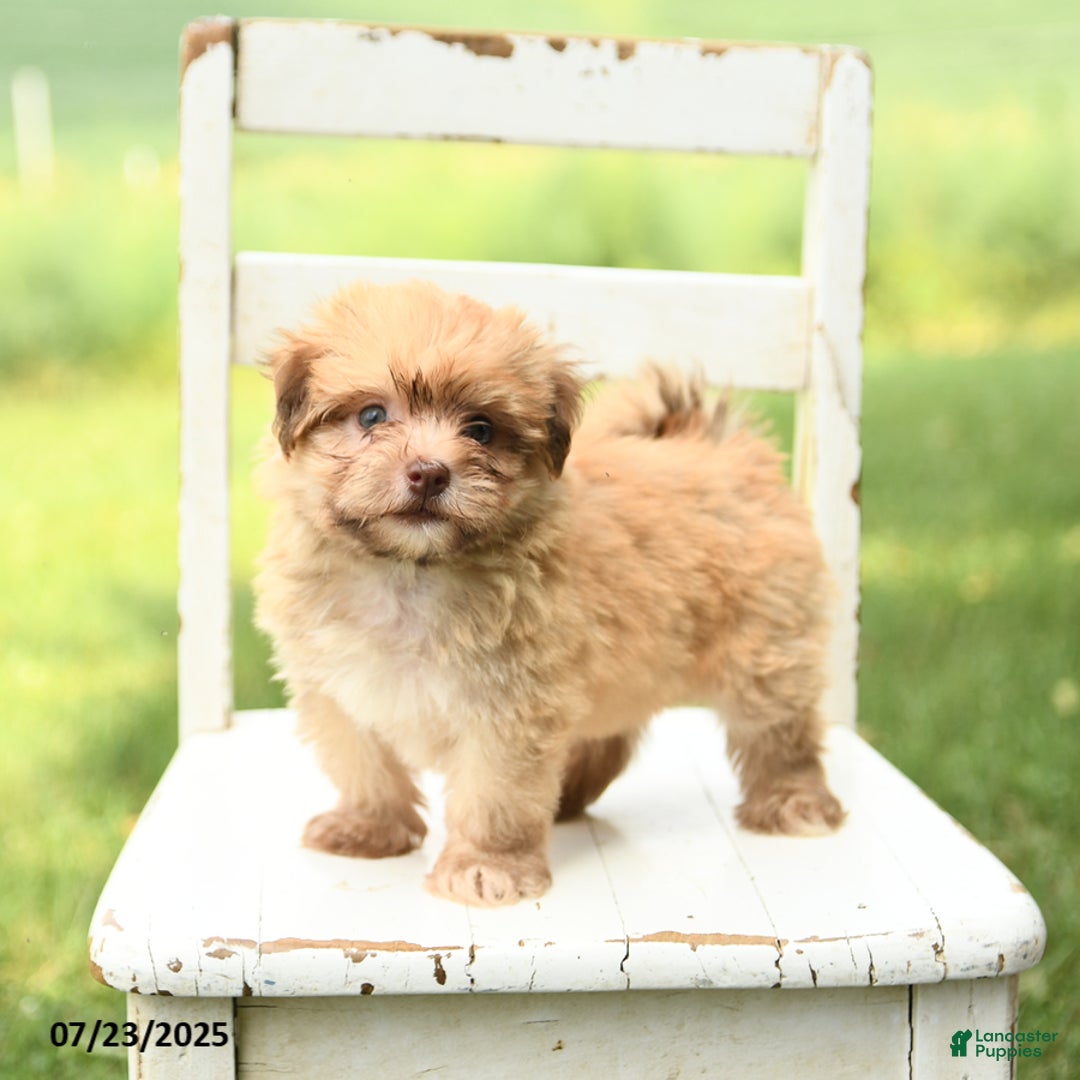 Havanese dogs for sale: Baxter - Image 5