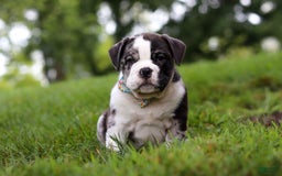 Beabull dogs for sale: Charlie - Image 7