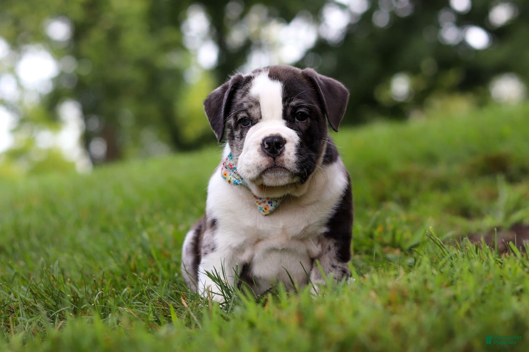 Beabull dogs for sale: Charlie - Image 7