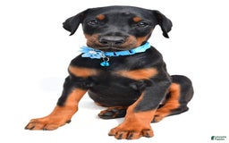 Doberman Pinscher dogs for sale: Melody - Image 7