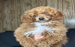 Toy Poodle dogs for sale: Maxi - Image 23