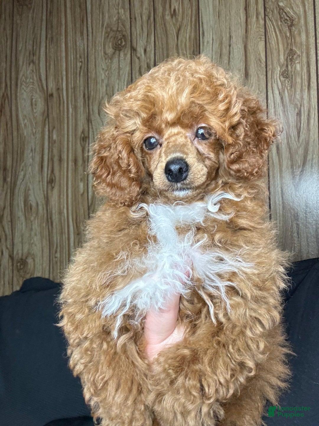 Toy Poodle dogs for sale: Maxi - Image 23