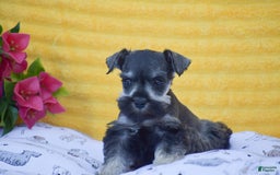 Miniature Schnauzer dogs for sale: Vanessa - Image 1