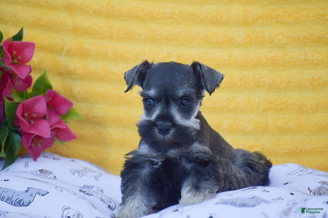 Miniature Schnauzer dogs for sale: Vanessa - Image 1