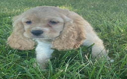 Cocker Spaniel dogs for sale: Oprah - Image 3