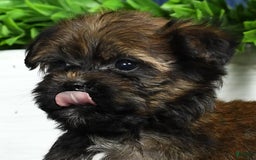 Havapoo dogs for sale: Wendell - Image 18