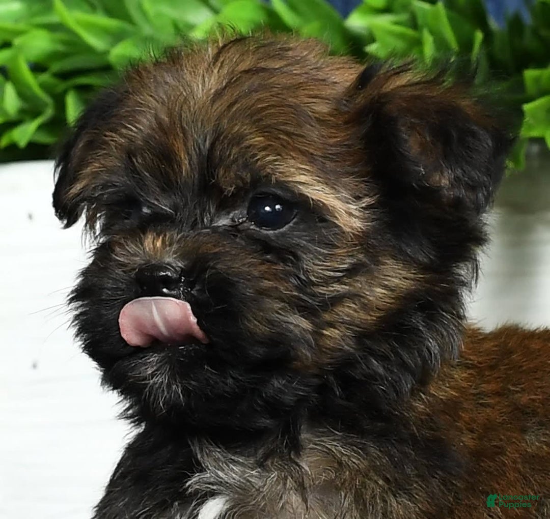 Havapoo dogs for sale: Wendell - Image 18
