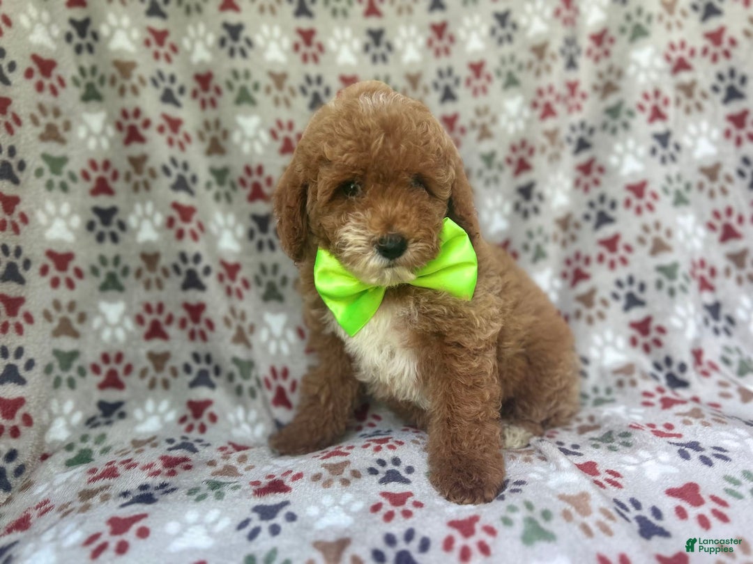 Cockapoo dogs for sale: Ridge - Image 3